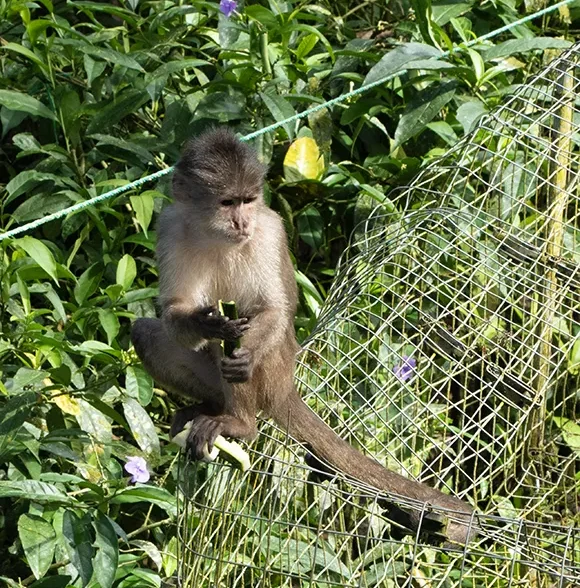 Paseo de los Monos