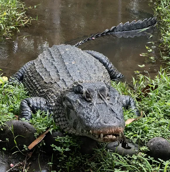 Yanacocha Wildlife Park